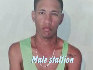Male_stallion