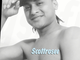 Scottrosee