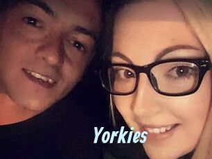 Yorkies Gay Sex Prev